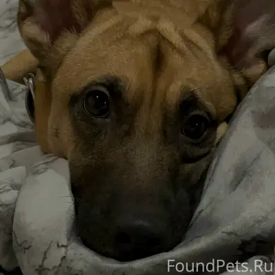 Пропал рыжий с чёрным пёс Перс