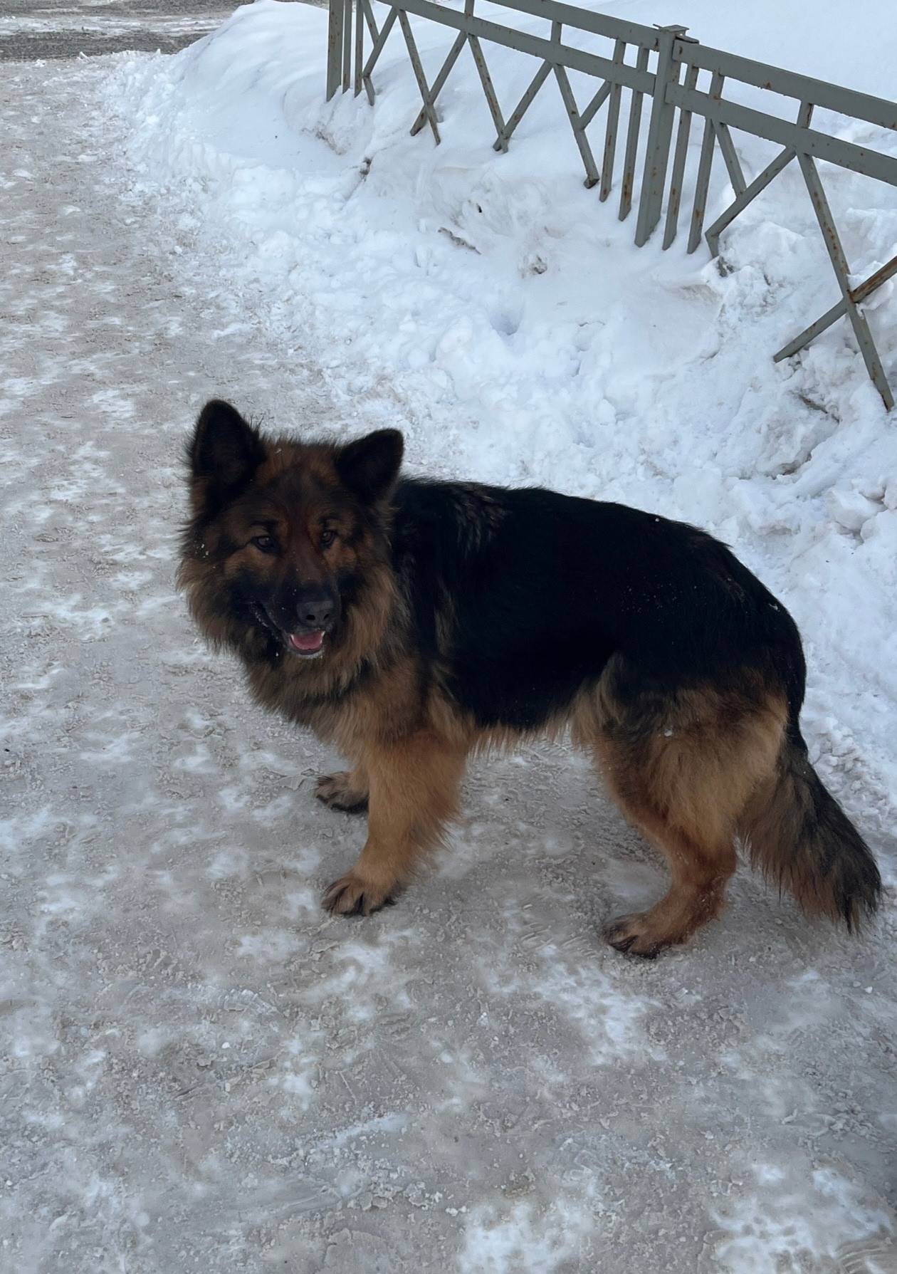 Пропал пёс овчарка, Сипайлово, Уфа