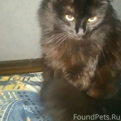 Пропала чёрная кошка, ул. Ватутина 76