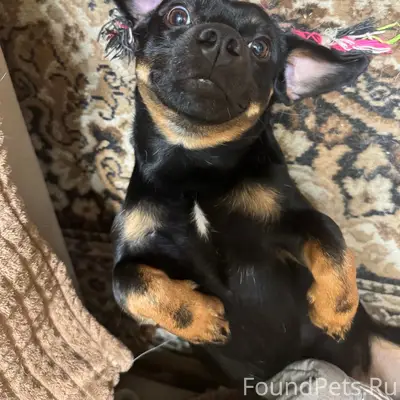 Пропал Бетман, собака с зелёным ошейником, Черёмушки