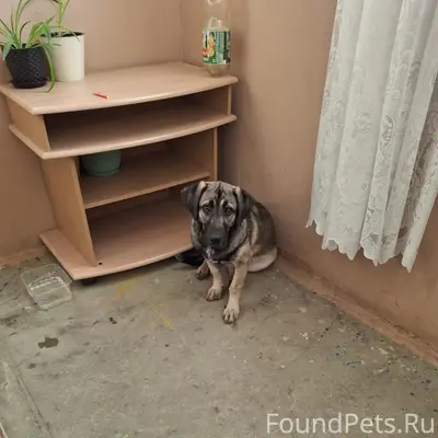 Найденна собака, Волжский, район Волгамолла