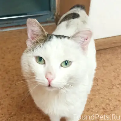 Найдена кошка без хвоста, Энергосеть