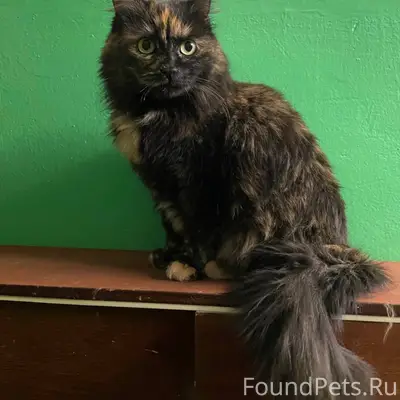 Пропала кошка, Чебоксары, ул. Мате Залка