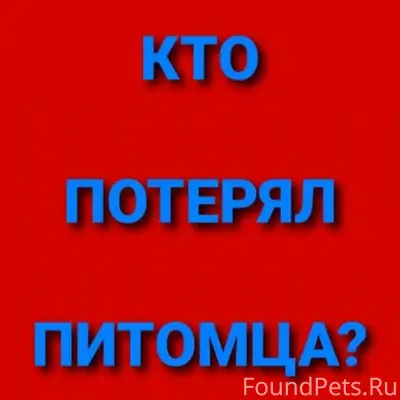 Найден пёс, деревня Гавшино