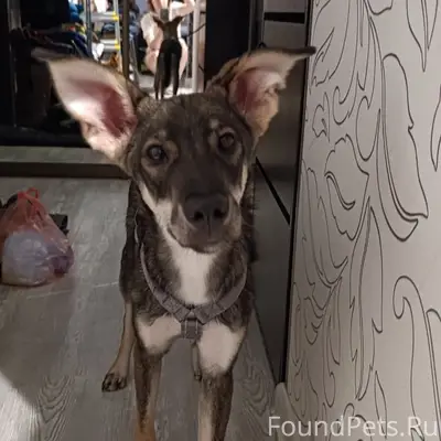 Найден щенок Альф, Кировский район