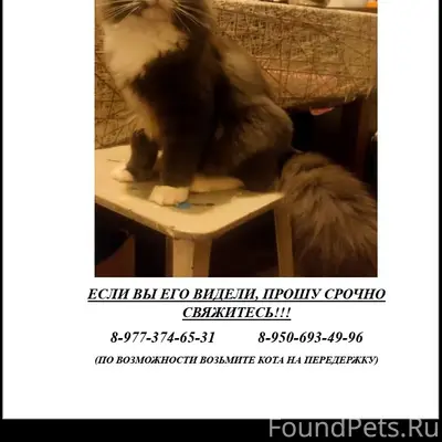 Пропал кот Куся, Советский р-н