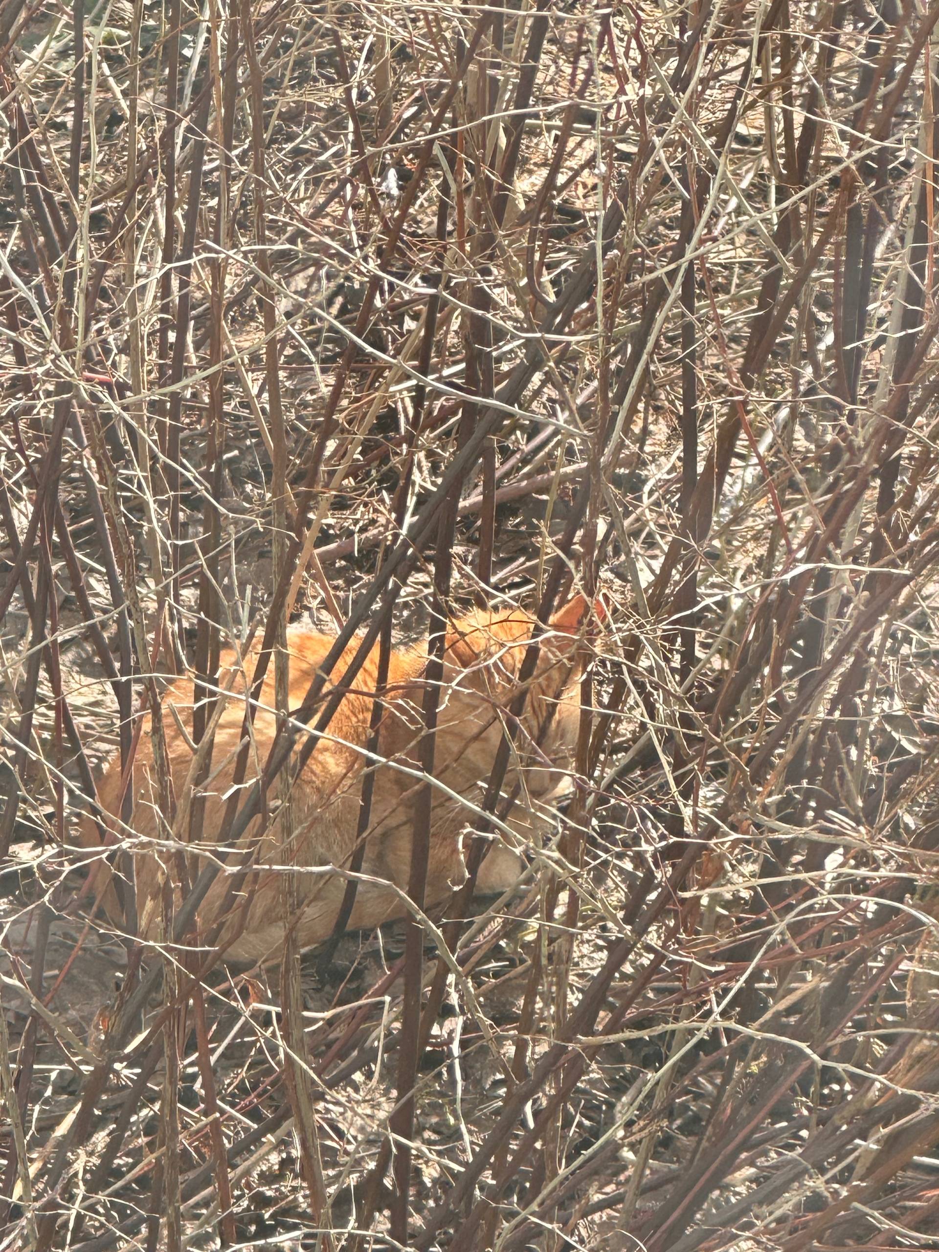 Найден рыжий кот, район пл. Славы