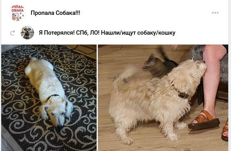 Пропал белый Миша, Фрунзенский район