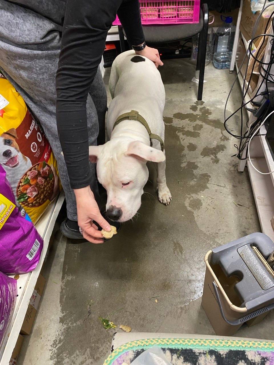 Найден молодой пёс