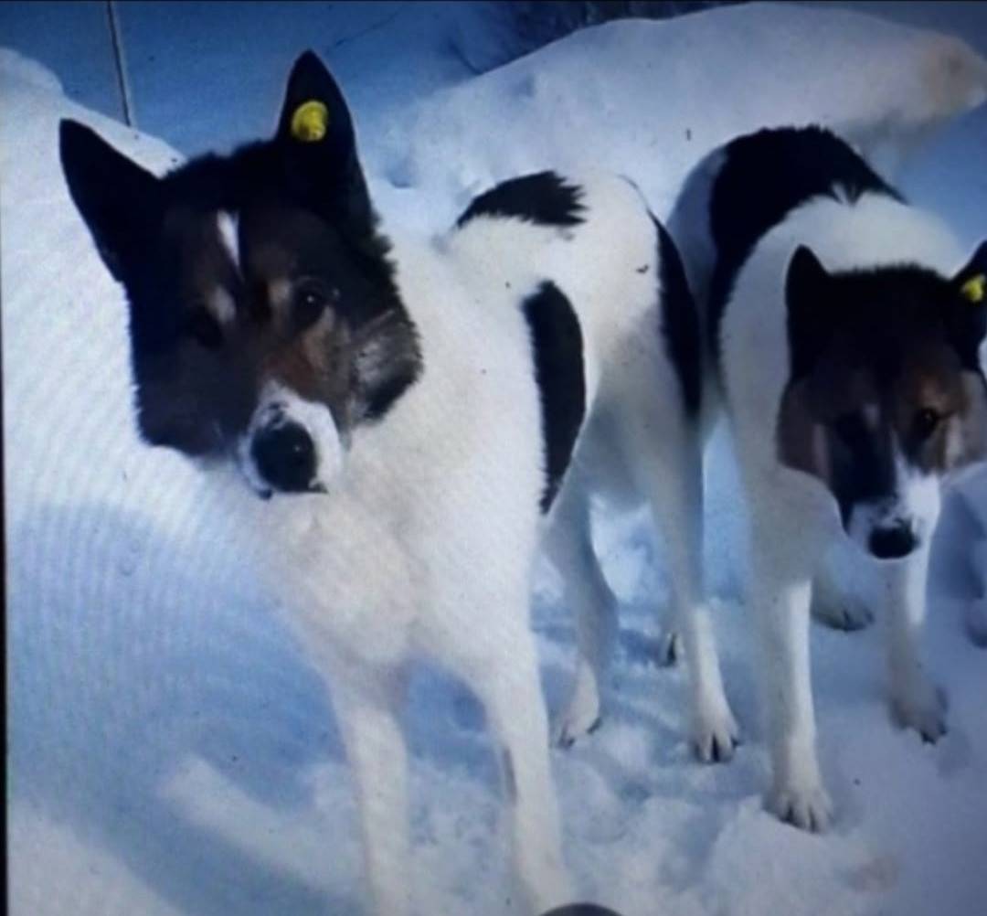 Пропали собаки Мухтар и Стрелка