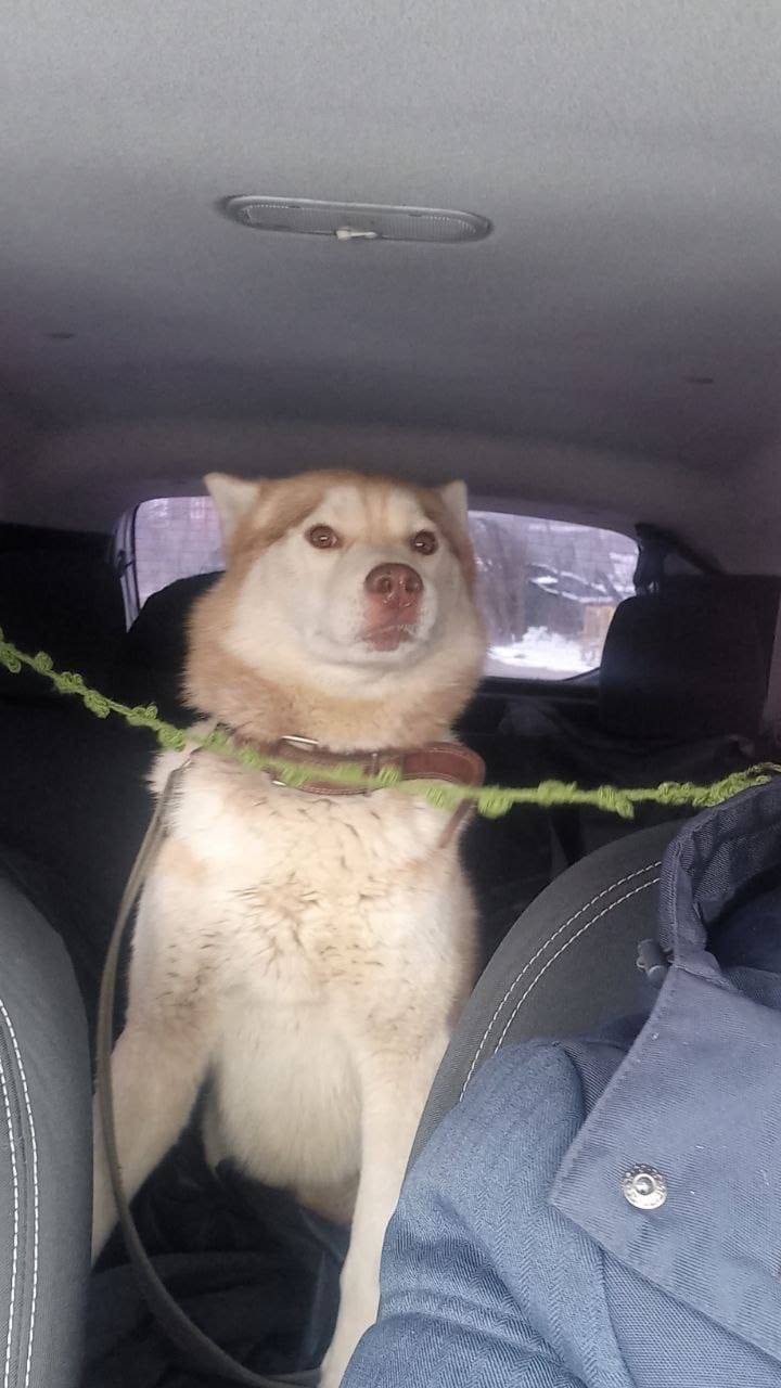 Пропал хаски Арчи, Малоярославец