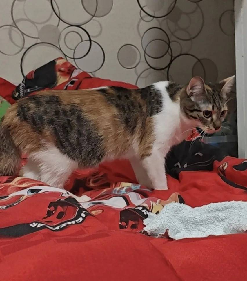 Пропала кошка Лилит, Дальняя ул., дом 1в