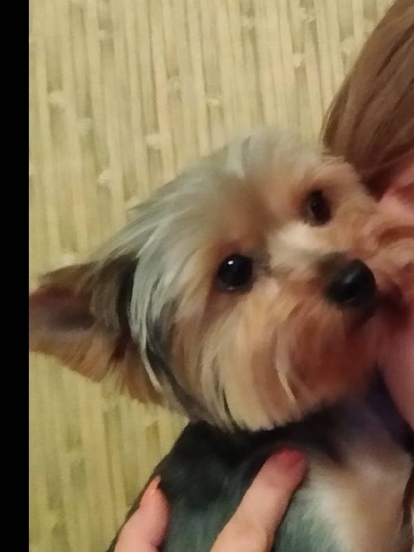 Пропала йоркширский терьер Маняша, район Фадеева