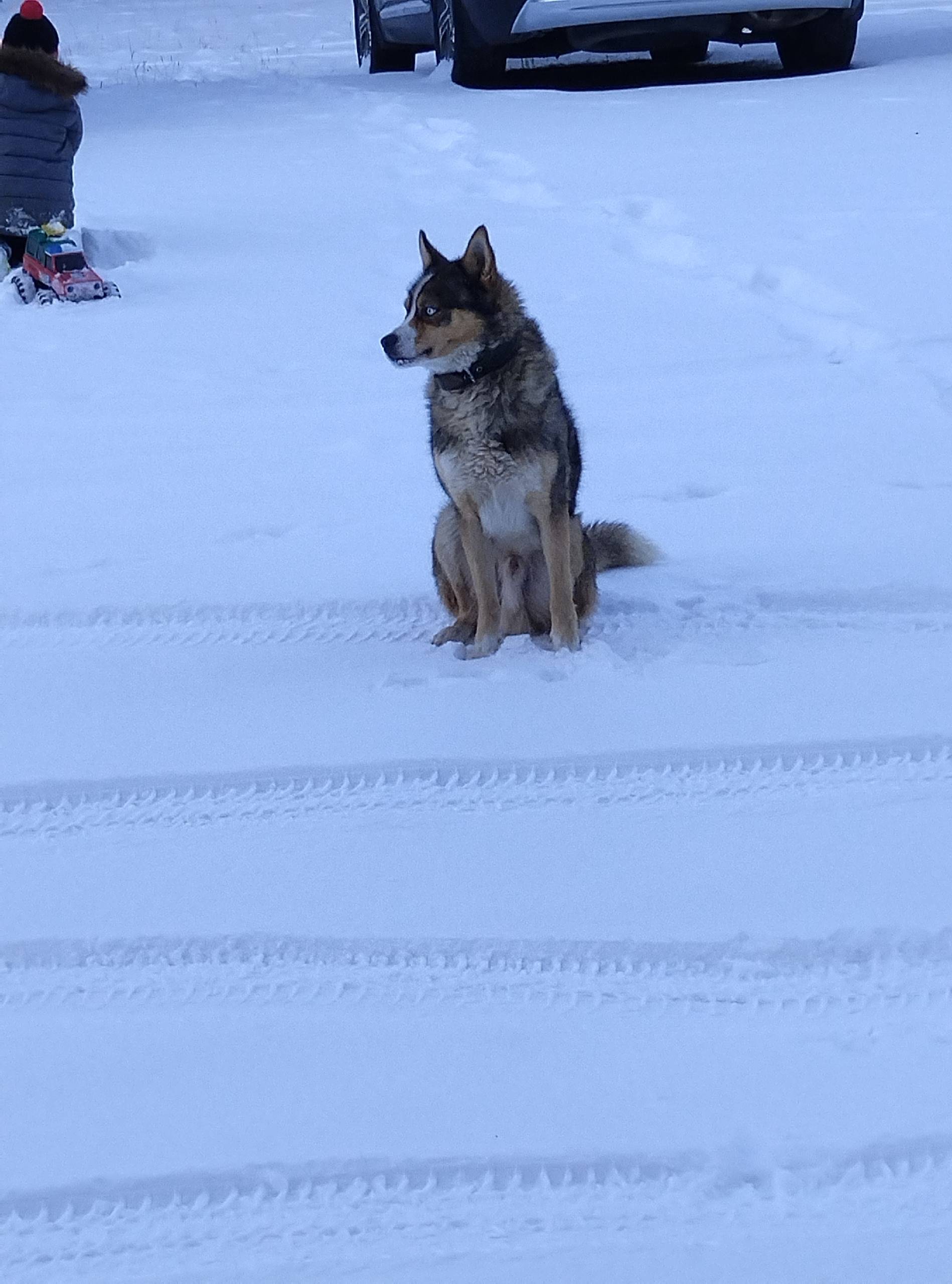 Пропал Грей, сильно покусан собаками