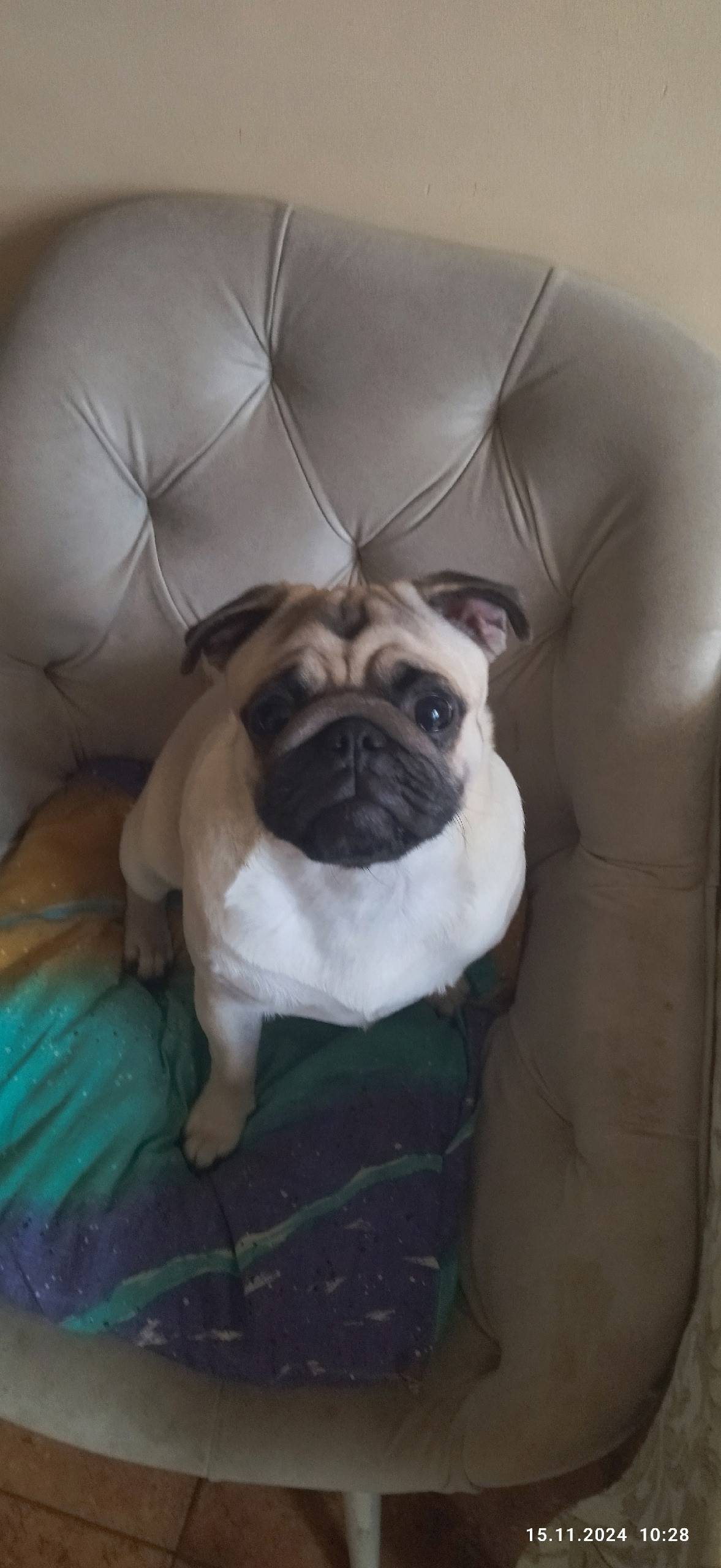 Пропал Пончик, район Шепчинки