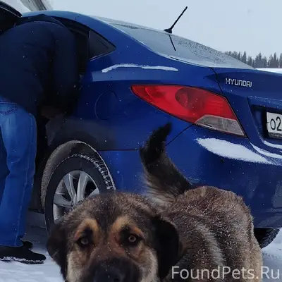 Найден умный и добрый пёс, район пмк