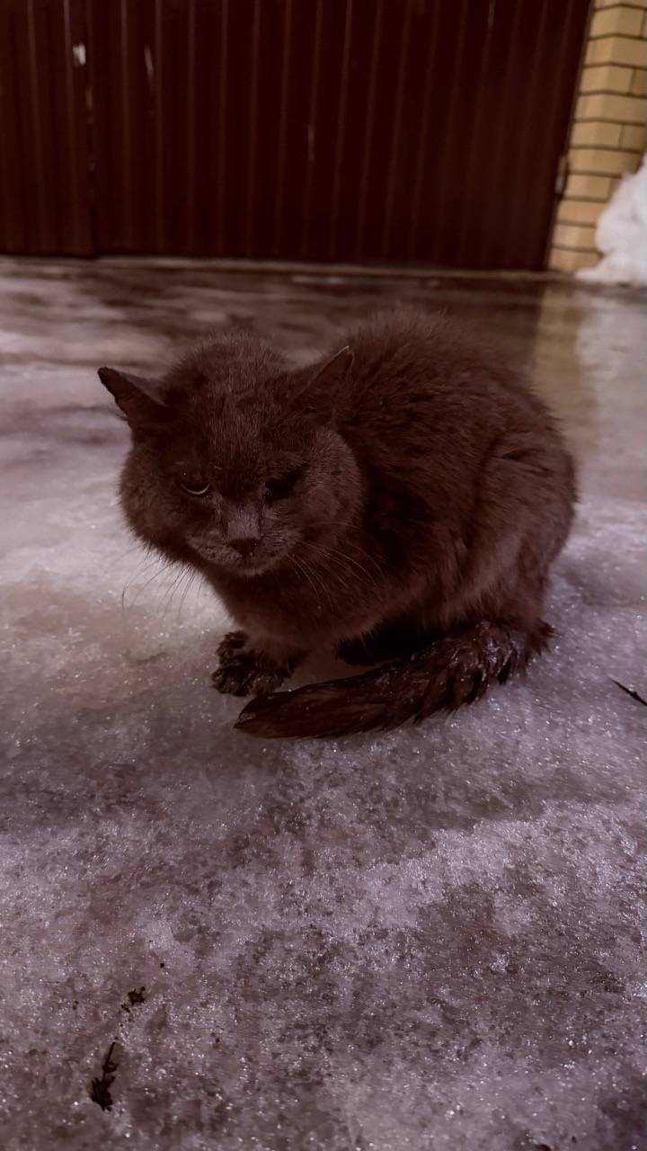 Найден кот, Сормовский район