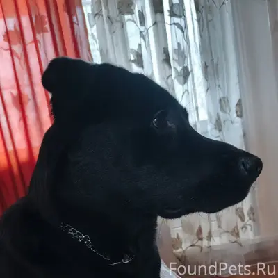 Пропал метис лабрадора Рик, Тихвин