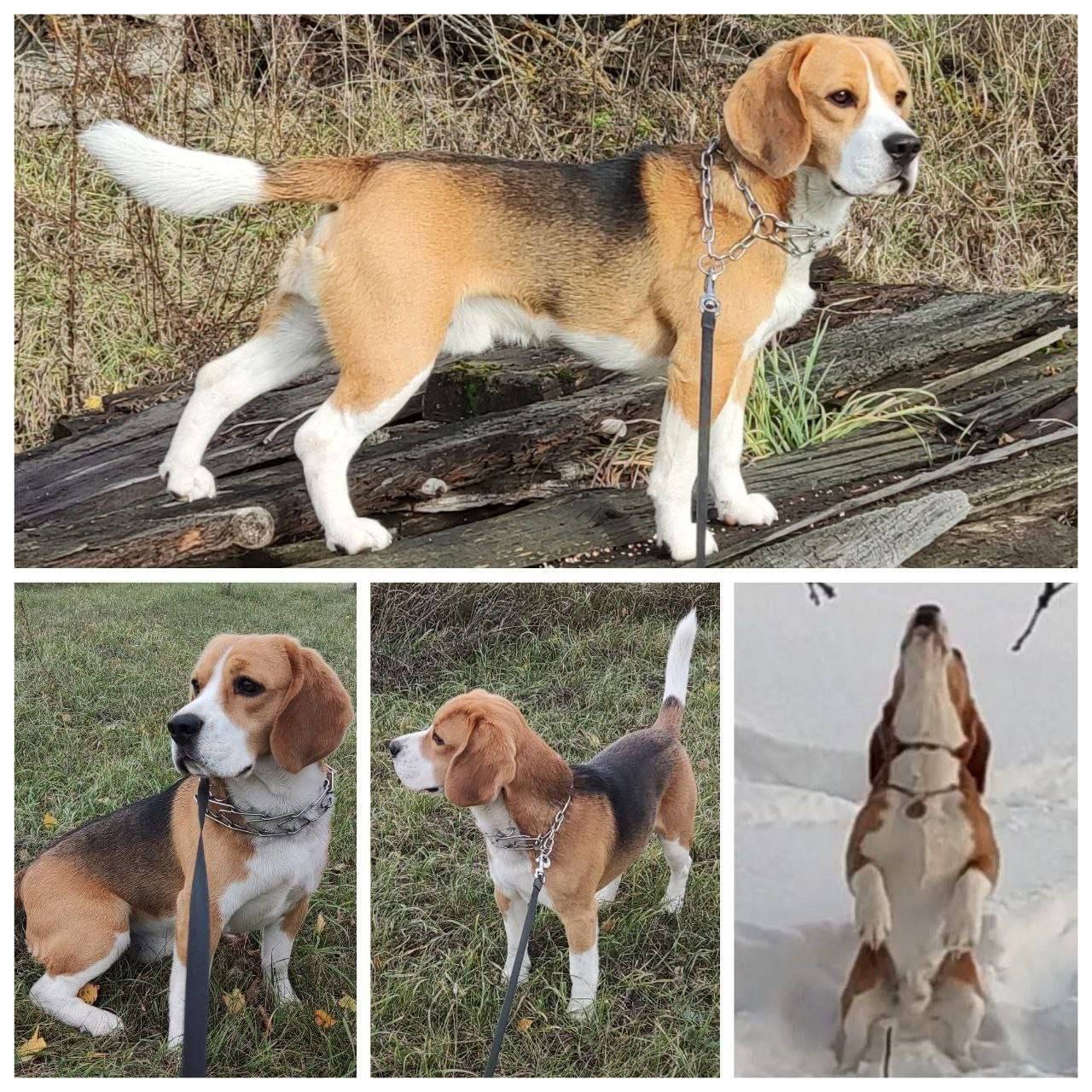 Пропал бигль Рагнар, посёлок Заречье Сараевского района