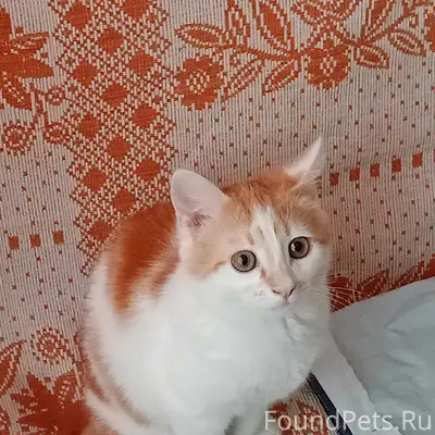 Пропал котёнок Мурзик, мкр. Центральный