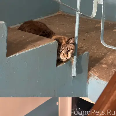 Найдена кошка, Вологодская 20