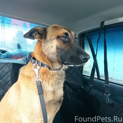 Пропала крупная собака Герда, с. Тепловка