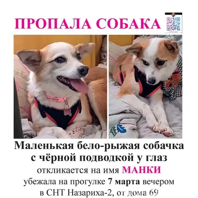 Пропала собака, нужна помощь в поиске