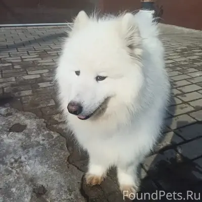 Найден пёс, Луховицы