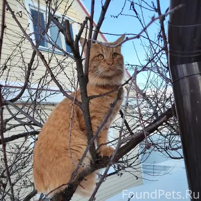 Пропал домашний кот, с. Чемодановка