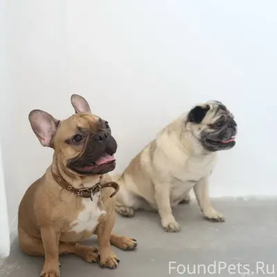 Пропал французский бульдог Люцифер, Белоусово