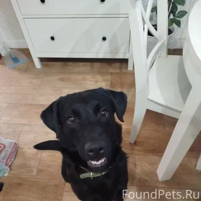 Найден метис лабрадора, Брагино