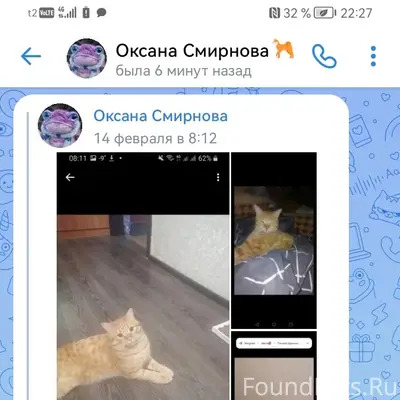 Пропал кот, [место] проспект Мира 21-25