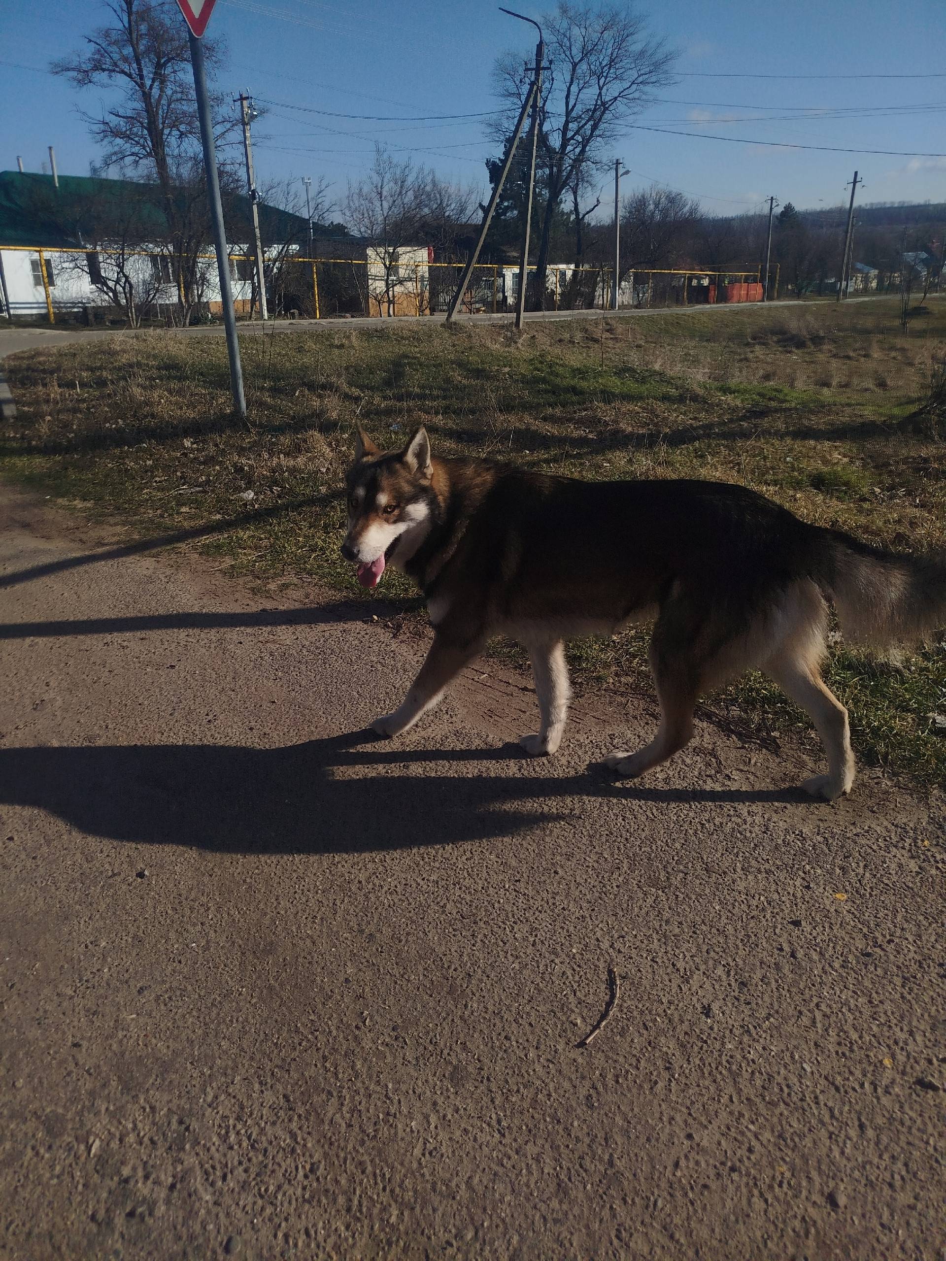 Найден хаски, Ставропольский край