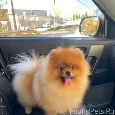 Пропал шпиц Мафи, район ул. Сергеева