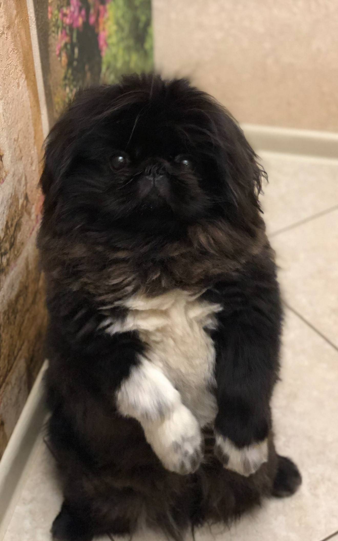 Пропал пекинес, район Текстильщиков