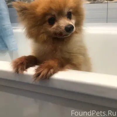 Найден шпиц, Кимры, улица Калинина