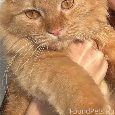 Пропала кошка Жужа, мкк