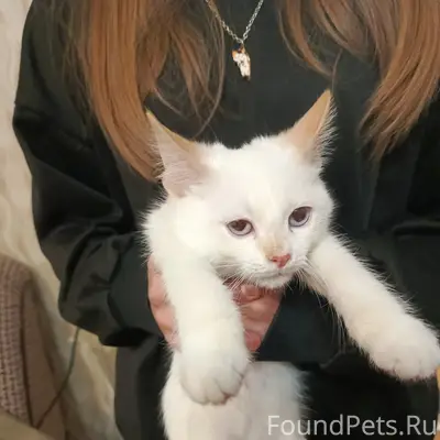 Найден котёнок, Пушкина около 3 школы