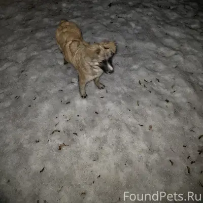 Найден щенок, парк Победы