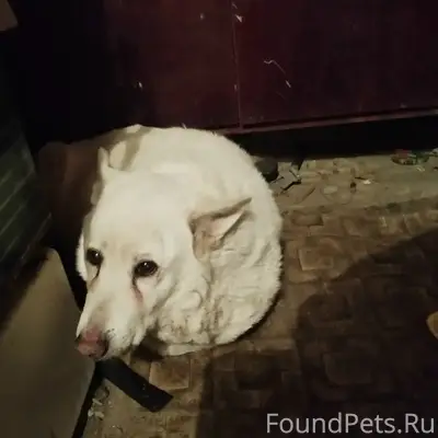 Пропала собака Берта