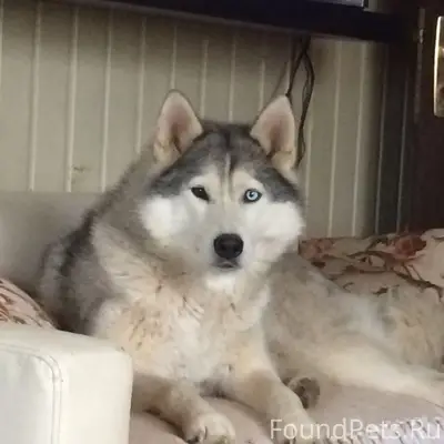 Пропала девочка хаски, серо-белая, разноглазая, д. Мелихово