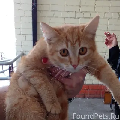 Найден котёнок, больница ЯЗДА