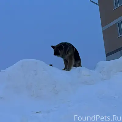Пропали две большие собаки, [место не указано]