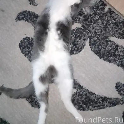 Пропал котёнок Битон