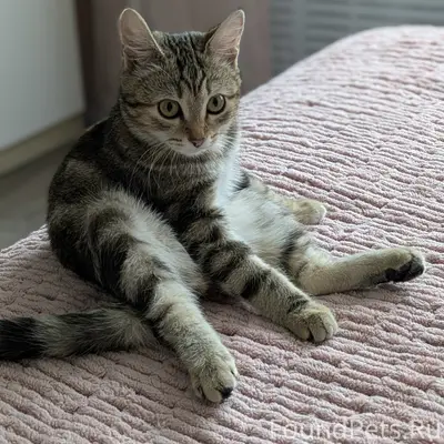 Пропала кошка Буся, Свердловский район