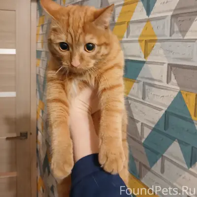 Найден рыжий котёнок, сквер Кузнецова