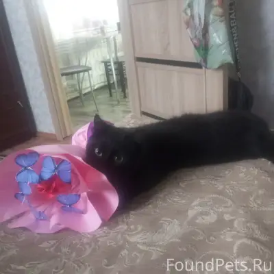 Пропал кот, улицы Кирова, Островского, Чкалова