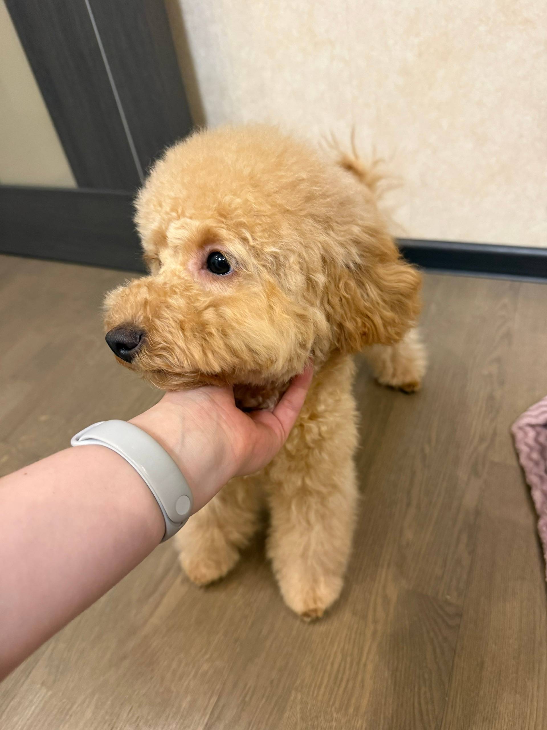 Пропала девочка пудель, Домодедово