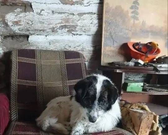 Пропала собака, ул. Рабочая