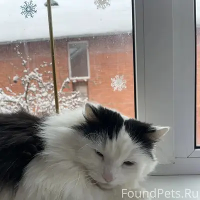 Пропала кошка Муся, Коломна